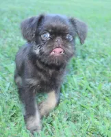 Chocolate tan boy, a male Brussels Griffon for sale in Gurley, AL – Photo 10 of 10