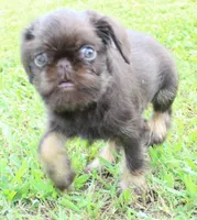 Chocolate tan boy, a male Brussels Griffon for sale in Gurley, AL – Photo 5 of 10