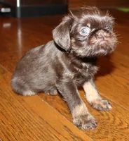 Chocolate tan boy, a male Brussels Griffon for sale in Gurley, AL – Photo 7 of 10