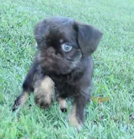 Chocolate tan boy, a male Brussels Griffon for sale in Gurley, AL – Photo 8 of 10