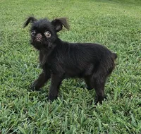 Choco , a female Brussels Griffon for sale in Gurley, AL – 7 of 7