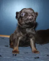 Choc tan F, a female Brussels Griffon for sale in Gurley, AL – 3 of 3