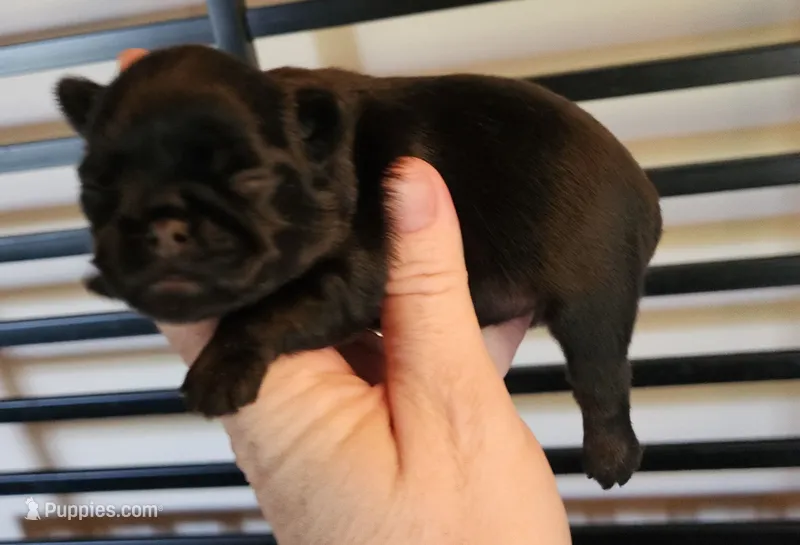 Black tan girl – Brussels Griffon puppy for sale in Gurley, AL