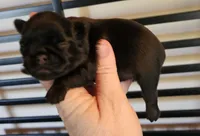 Black tan girl, a female Brussels Griffon for sale in Gurley, AL – 1 of 2