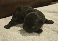 Blk tan boy, a male Brussels Griffon for sale in Gurley, AL – 1 of 3