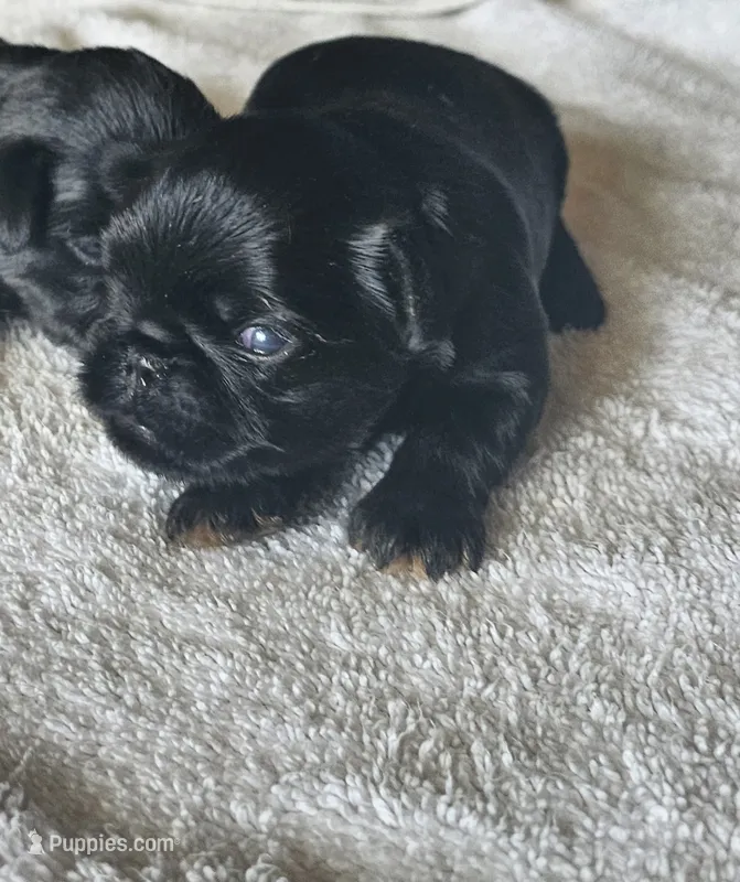 Black tan boy – Brussels Griffon puppy for sale in Gurley, AL