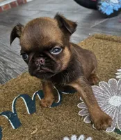 Choc Female, a female Brussels Griffon for sale in Gurley, AL – 9 of 9