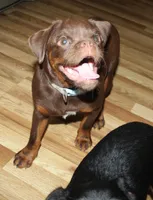 Chocolate tan boy, a male Brussels Griffon for sale in Gurley, AL – Photo 3 of 10