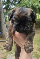Sable, a female Brussels Griffon for sale in Gurley, AL – 2 of 2