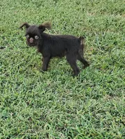Choco , a female Brussels Griffon for sale in Gurley, AL – 3 of 7