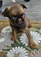 Choc Female, a female Brussels Griffon for sale in Gurley, AL – 1 of 9