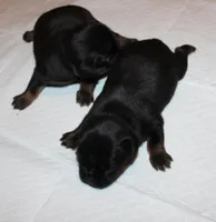 Black tan smooth, a female Brussels Griffon for sale in Gurley, AL – Photo 2 of 4