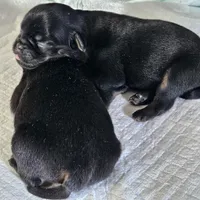 Black tan smooth, a female Brussels Griffon for sale in Gurley, AL – Photo 4 of 4