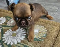 Choc Female, a female Brussels Griffon for sale in Gurley, AL – 8 of 9