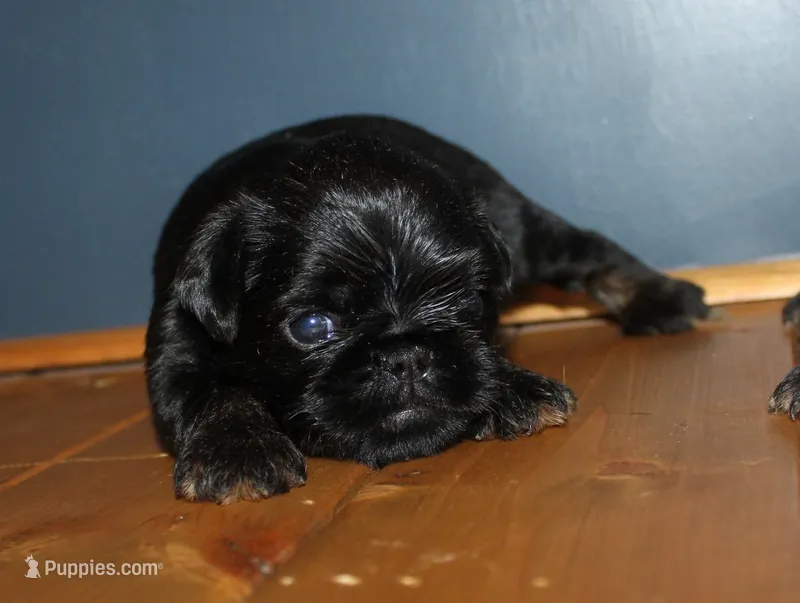 Black tan boy – Brussels Griffon puppy for sale in Gurley, AL
