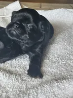 Black tan boy, a male Brussels Griffon for sale in Gurley, AL – 2 of 3