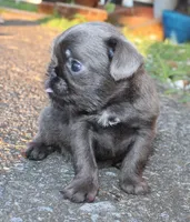 Blue boy, a male Brussels Griffon for sale in Gurley, AL – Photo 7 of 9