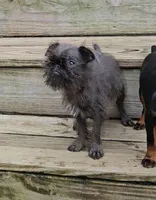 Blue boy, a male Brussels Griffon for sale in Gurley, AL – Photo 1 of 9