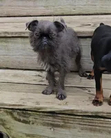 Blue boy, a male Brussels Griffon for sale in Gurley, AL – Photo 2 of 9