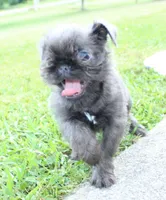 Blue boy, a male Brussels Griffon for sale in Gurley, AL – Photo 3 of 9