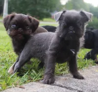 Blue boy, a male Brussels Griffon for sale in Gurley, AL – Photo 6 of 9