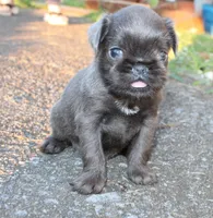 Blue boy, a male Brussels Griffon for sale in Gurley, AL – Photo 8 of 9
