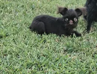 Choco , a female Brussels Griffon for sale in Gurley, AL – 6 of 7