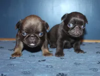 Choc girl 3 , a female Brussels Griffon for sale in Gurley, AL – 3 of 3