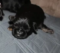 Rough coat, a male Brussels Griffon for sale in Gurley, AL – Photo 6 of 8