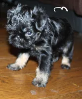 Rough coat, a male Brussels Griffon for sale in Gurley, AL – Photo 2 of 8