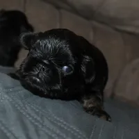 Rough coat, a male Brussels Griffon for sale in Gurley, AL – Photo 7 of 8