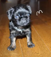 Rough coat, a male Brussels Griffon for sale in Gurley, AL – Photo 4 of 8