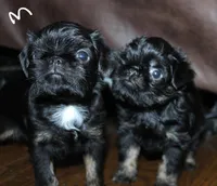 Rough coat, a male Brussels Griffon for sale in Gurley, AL – Photo 1 of 8
