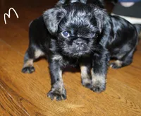 Rough coat, a male Brussels Griffon for sale in Gurley, AL – Photo 5 of 8