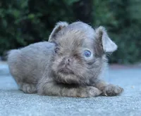 Lilac tan, a male Brussels Griffon for sale in Gurley, AL – Photo 5 of 10