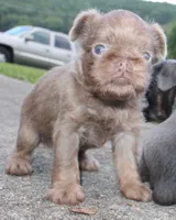 Lilac tan, a male Brussels Griffon for sale in Gurley, AL – Photo 9 of 10