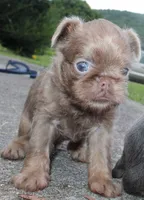 Lilac tan, a male Brussels Griffon for sale in Gurley, AL – Photo 8 of 10