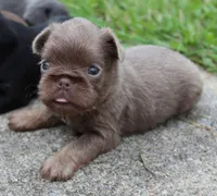 Lilac tan, a male Brussels Griffon for sale in Gurley, AL – Photo 3 of 10