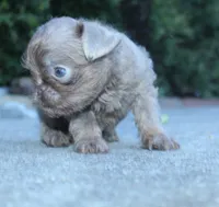 Lilac tan, a male Brussels Griffon for sale in Gurley, AL – Photo 6 of 10