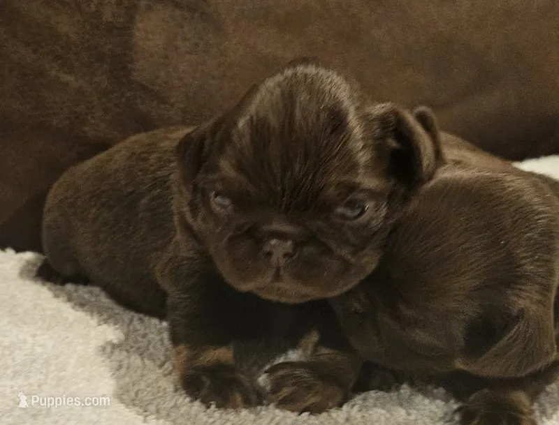 Choc tan girl – Brussels Griffon puppy for sale in Gurley, AL