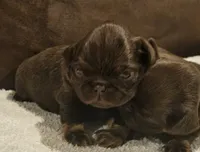 Choc tan girl, a female Brussels Griffon for sale in Gurley, AL – 1 of 5