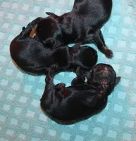 Girls, a female Brussels Griffon for sale in Gurley, AL – Photo 2 of 3