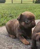 Choc Female, a female Brussels Griffon for sale in Gurley, AL – 3 of 9