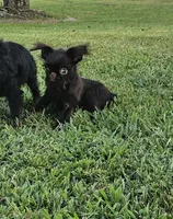 Choco , a female Brussels Griffon for sale in Gurley, AL – 5 of 7
