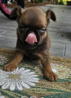 Choc Female, a female Brussels Griffon for sale in Gurley, AL – 5 of 9
