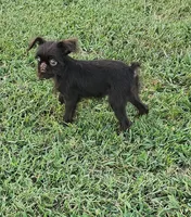 Choco , a female Brussels Griffon for sale in Gurley, AL – 2 of 7