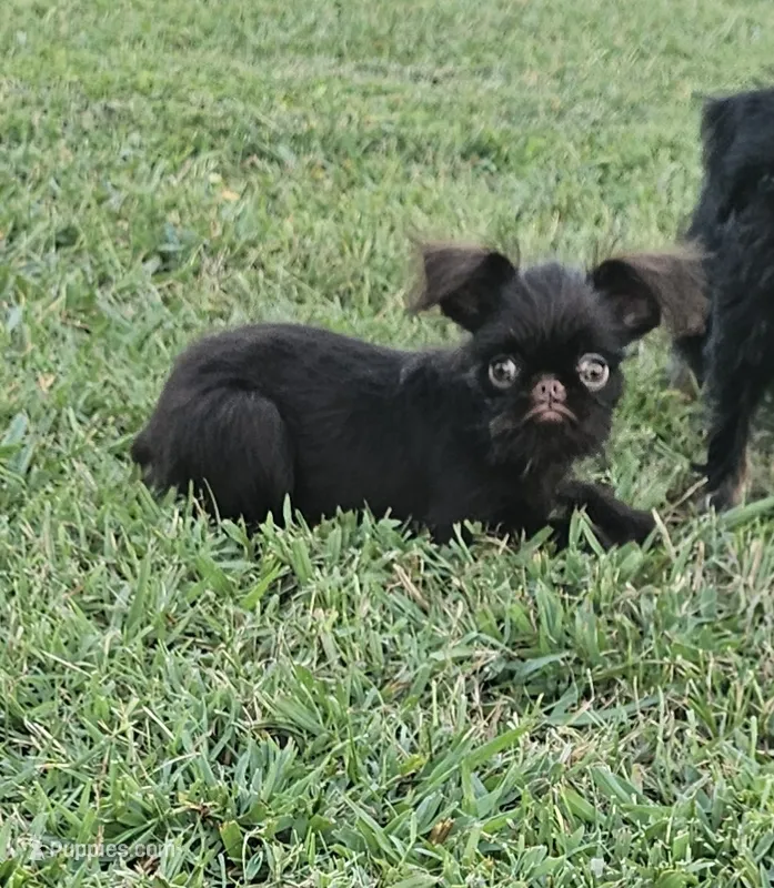 Choco  – Brussels Griffon puppy for sale in Gurley, AL