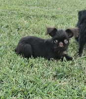 Choco , a female Brussels Griffon for sale in Gurley, AL – 1 of 7