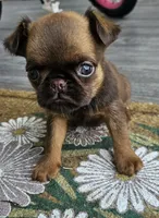 Choc Female, a female Brussels Griffon for sale in Gurley, AL – 7 of 9