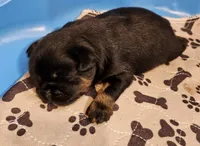 Baby girl, a female Brussels Griffon for sale in Gurley, AL – Photo 1 of 2